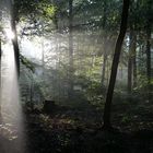 Katerbower Wald
