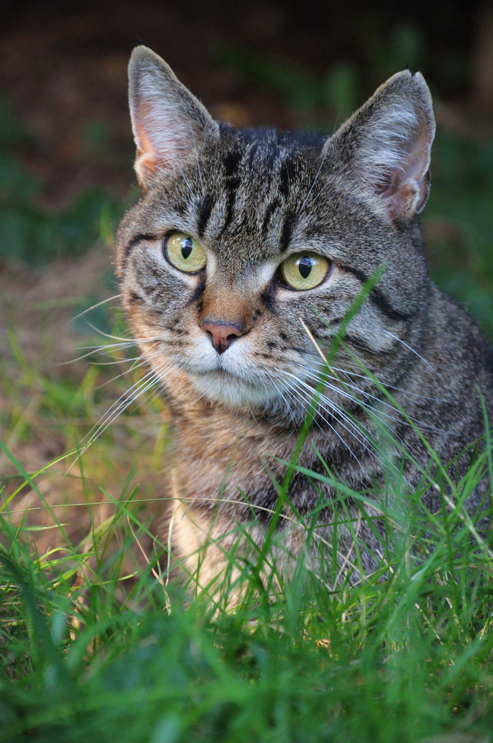 Katerchen :-)