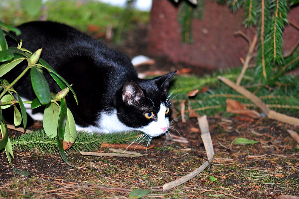 Katerchen auf der Lauer