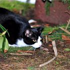 Katerchen auf der Lauer