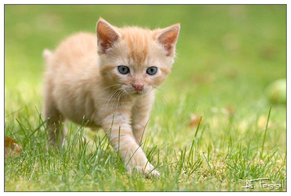 Katerchen auf Entdeckungs-tour im Garten