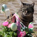 Katerchen bringt Ostergrüße