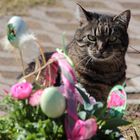 Katerchen bringt Ostergrüße