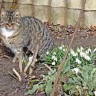 Katerchen genießt die wenigen Sonnenstraheln