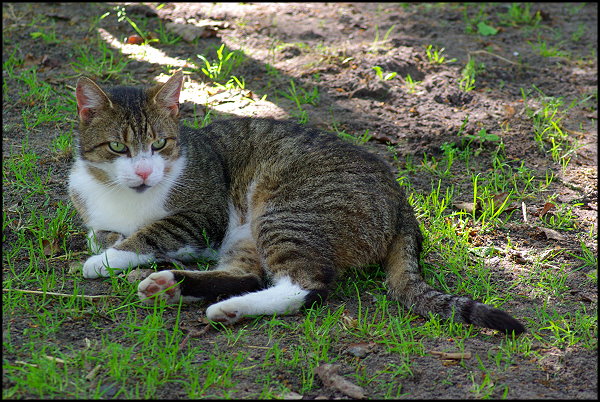 Katerchen "Muckel"