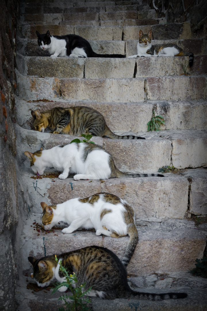 Katerfrühstück Foto &amp; Bild | tiere, haustiere, katzen Bilder auf ...