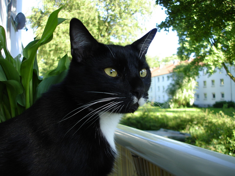 Kater,meine erste Zufallskatze