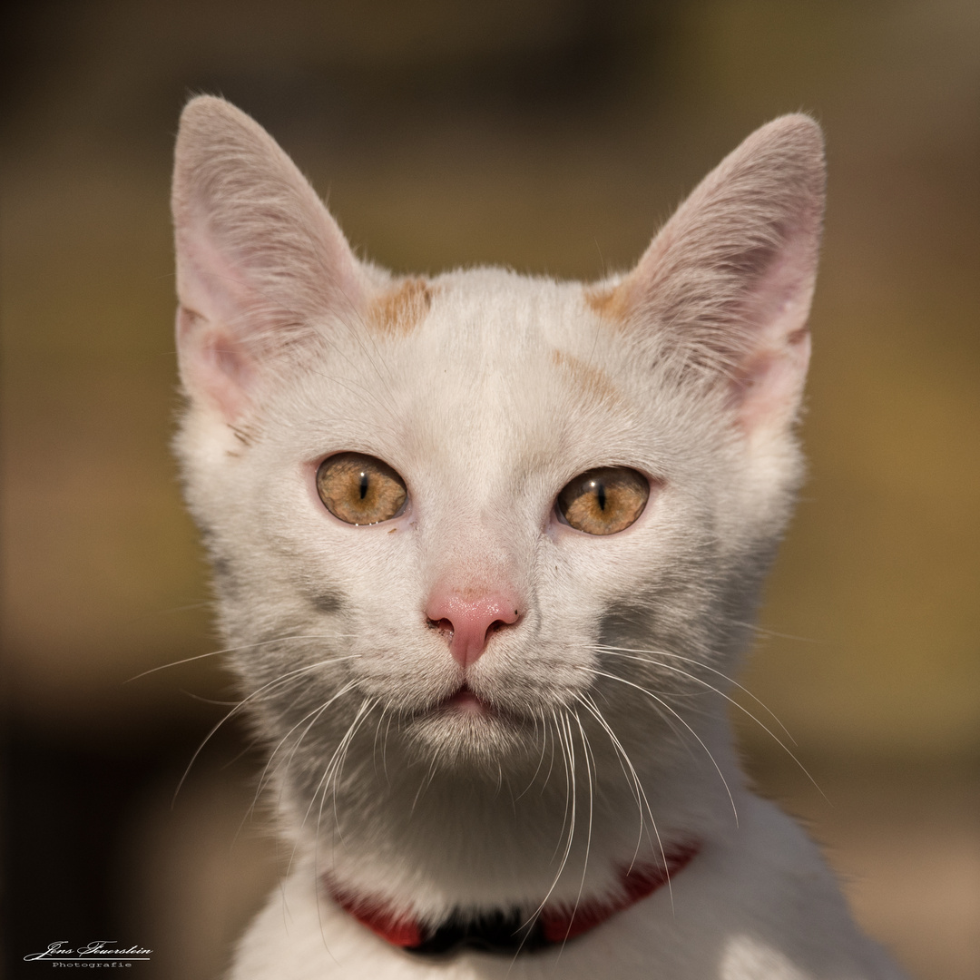 Katerportrait