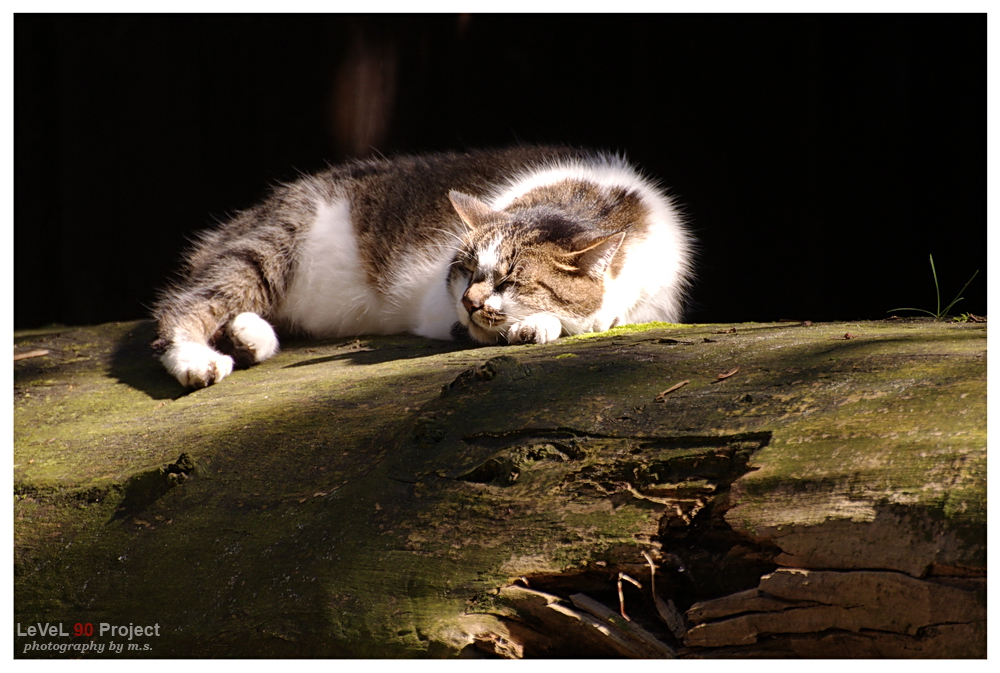 " Katerstimmung "