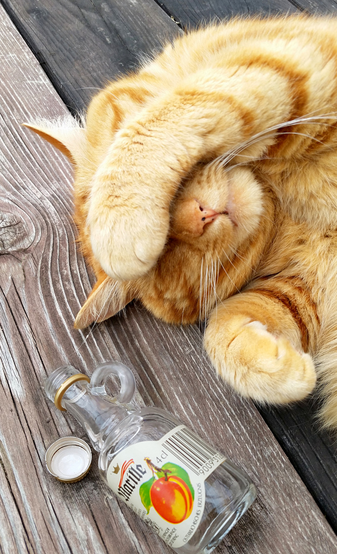 Katerstimmung Foto & Bild spezial, betrunken, katze Bilder auf