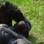 Katerstimmung Zoo Duisburg