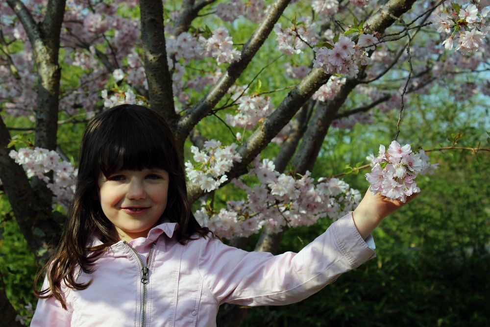 Katha und die Kirschblüten