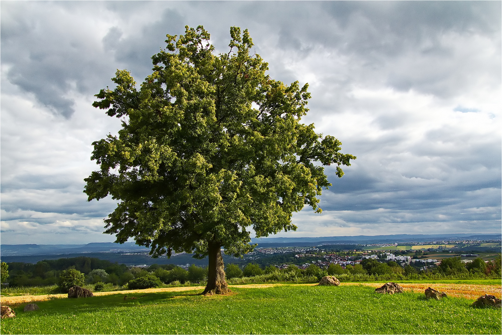 Katharinenlinde....