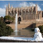 Kathedrale La Seu mit seltenem Gast