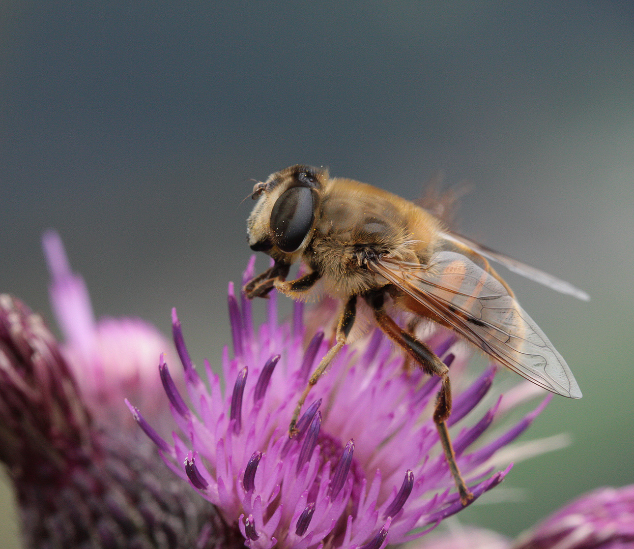 Katholische Schwebfliege :-)