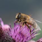 Katholische Schwebfliege :-)