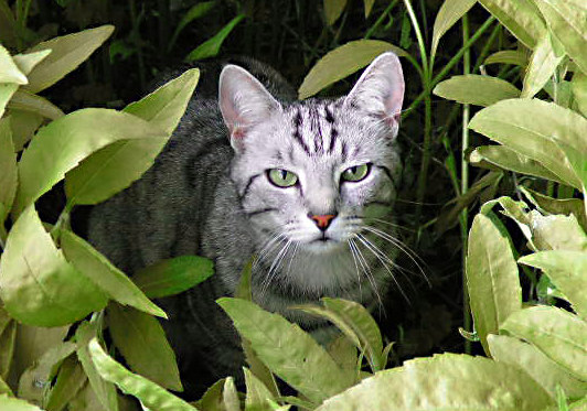 Kathrinchen im Garten