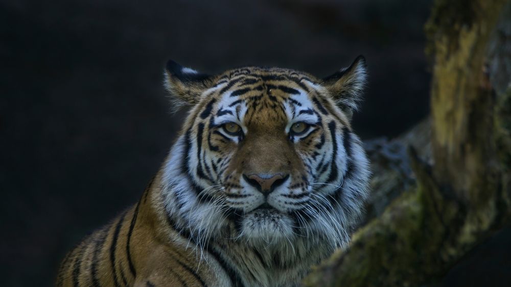 Katinka Foto & Bild tiere, zoo, wildpark & falknerei, säugetiere