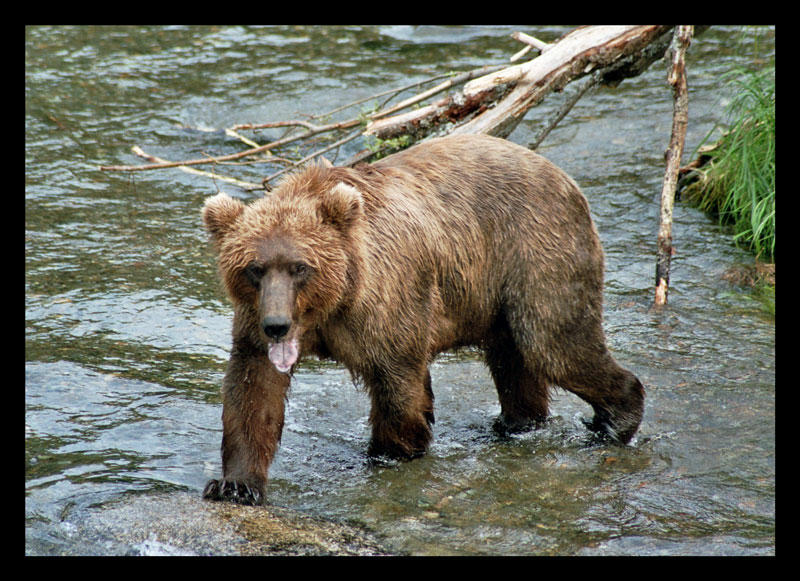 katmai grizzly