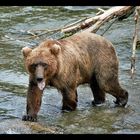 katmai grizzly