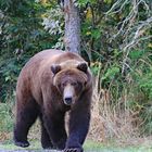 Katmai2 - Alaska 2019