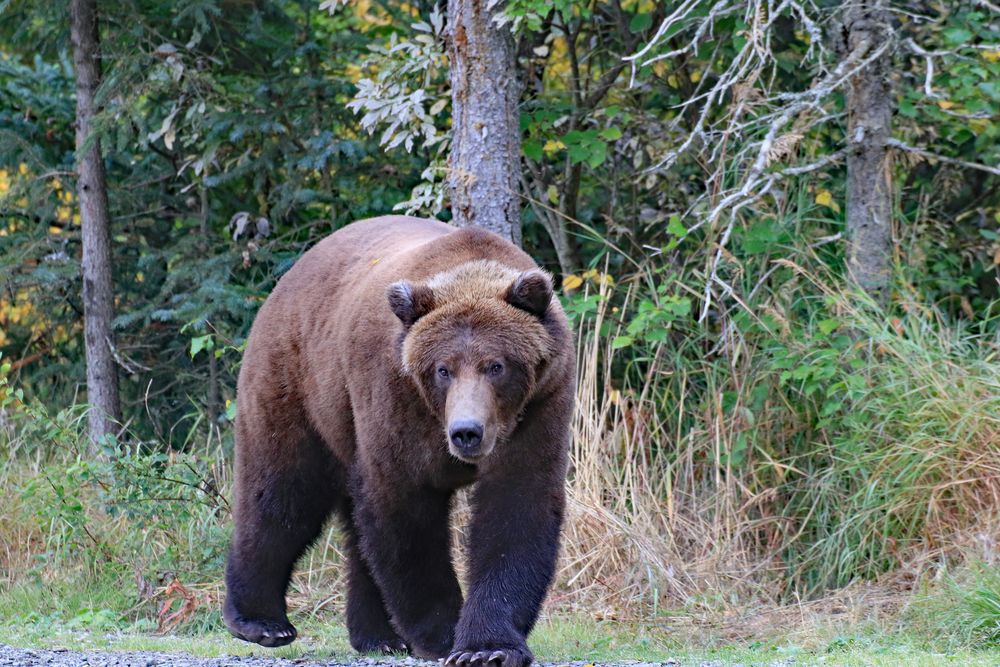 Katmai2 - Alaska 2019