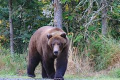 Katmai2 - Alaska 2019