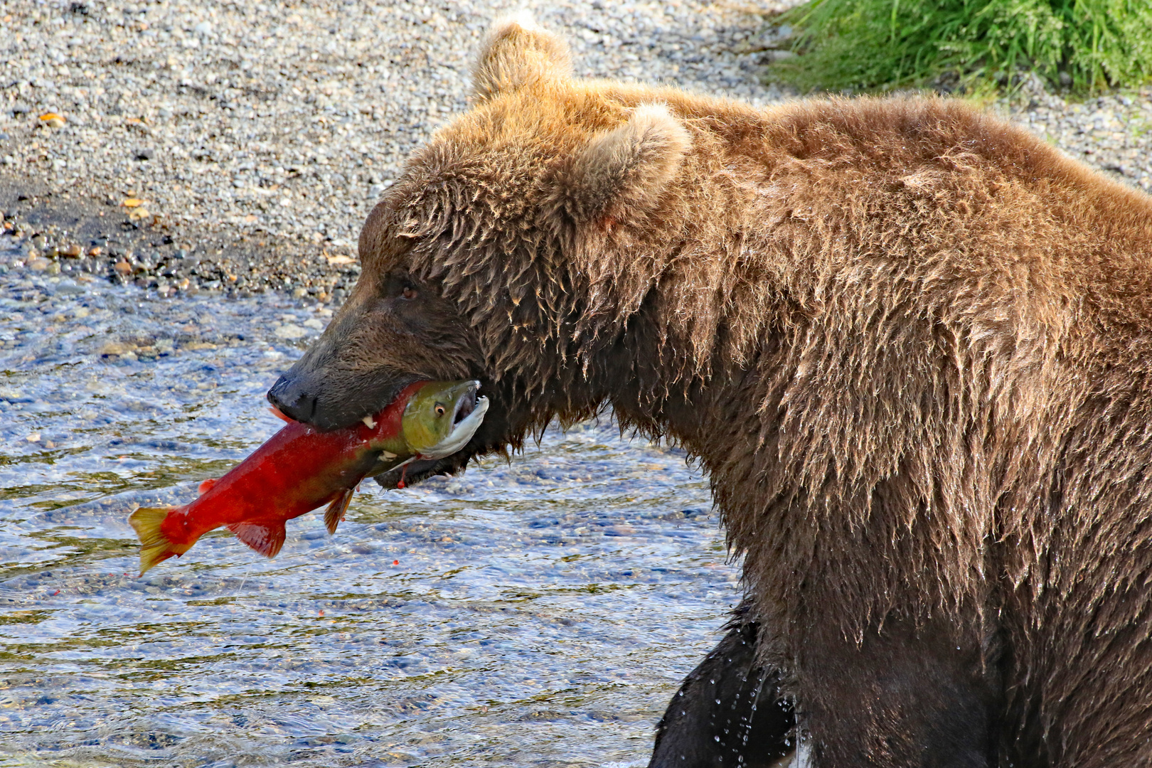 Katmai3 - Alaska 2019