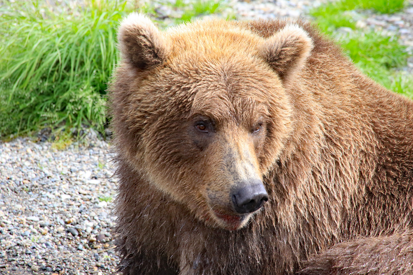 Katmai4 - Alaska 2019