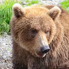 Katmai4 - Alaska 2019