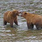 Katmai5 - Alaska 2019