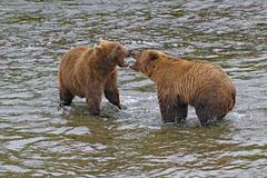 Katmai5 - Alaska 2019