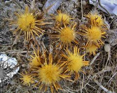 Katrins Libanon-Golddistel mit EBV