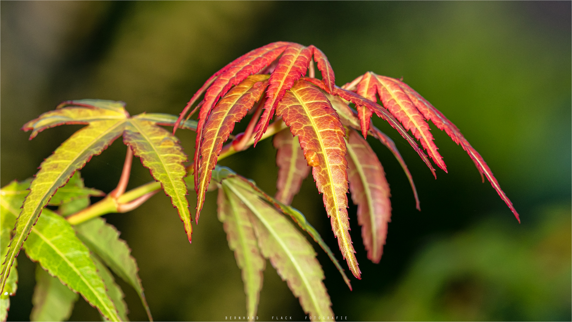 Katsura 