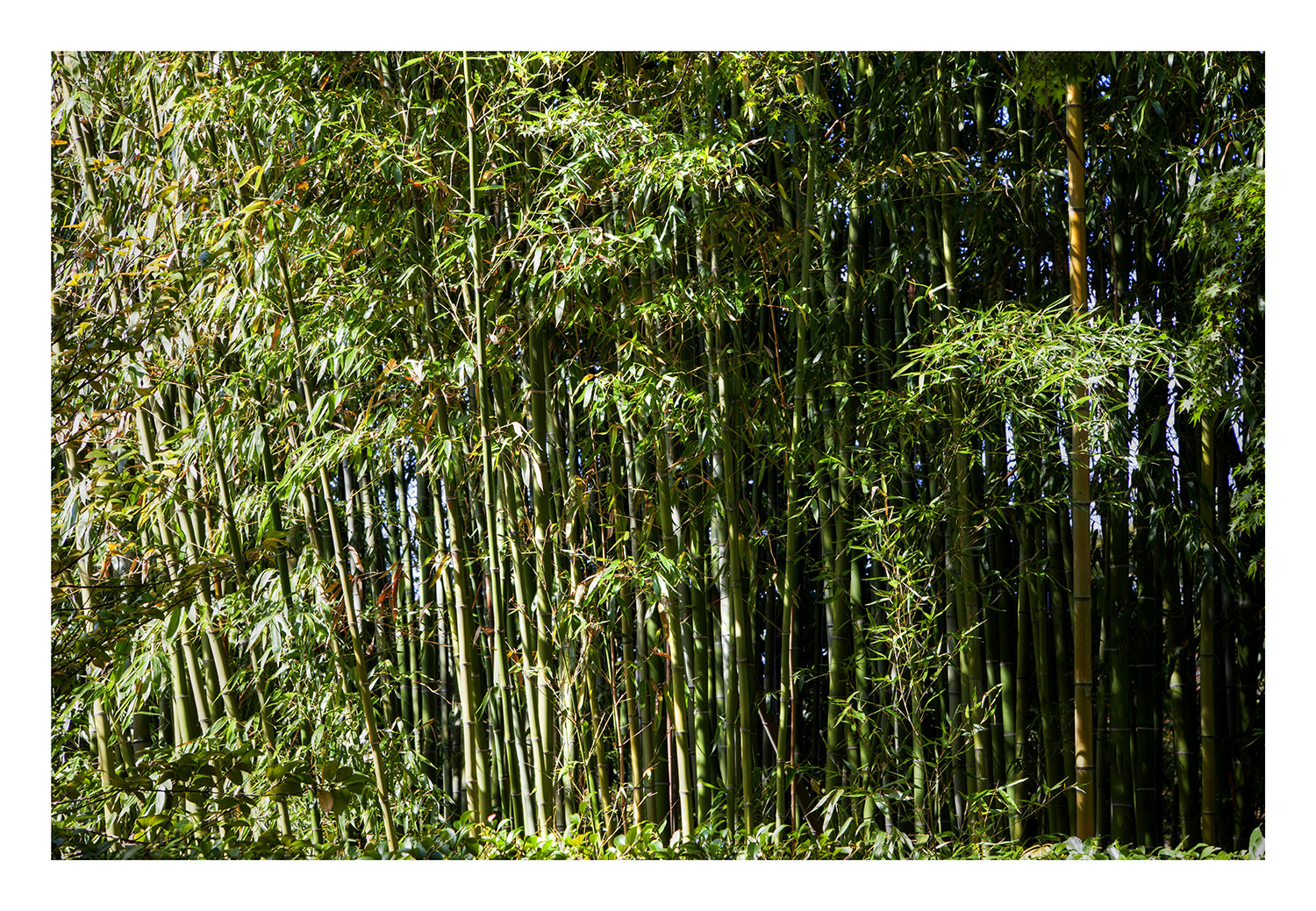 Katsura Imperial Villa in Kyoto-3