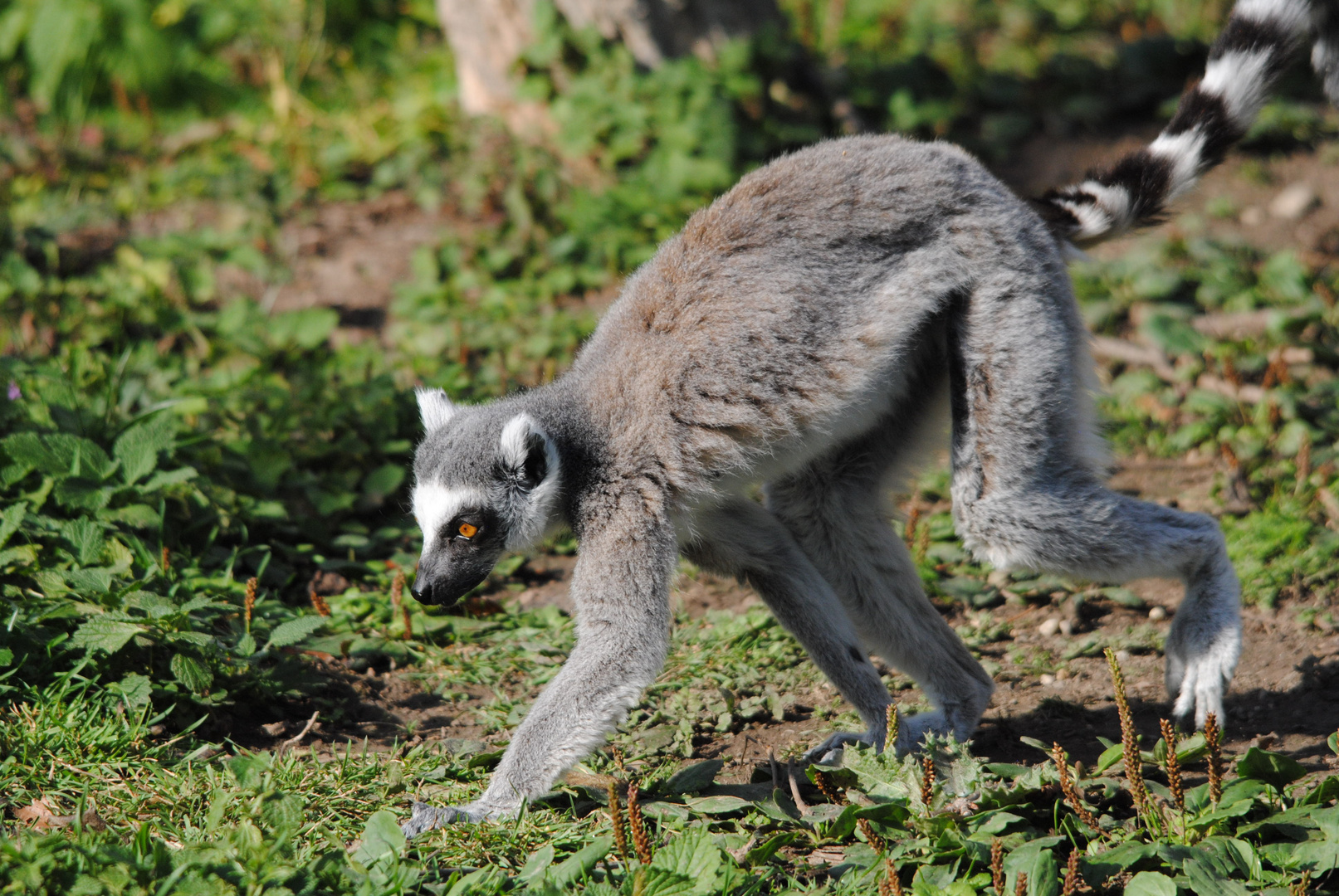 Katta Foto & Bild | tiere, zoo, wildpark & falknerei, säugetiere Bilder ...