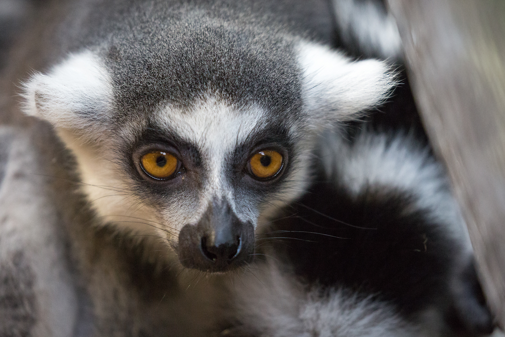 Katta Foto & Bild | natur, zoo, tiere Bilder auf fotocommunity