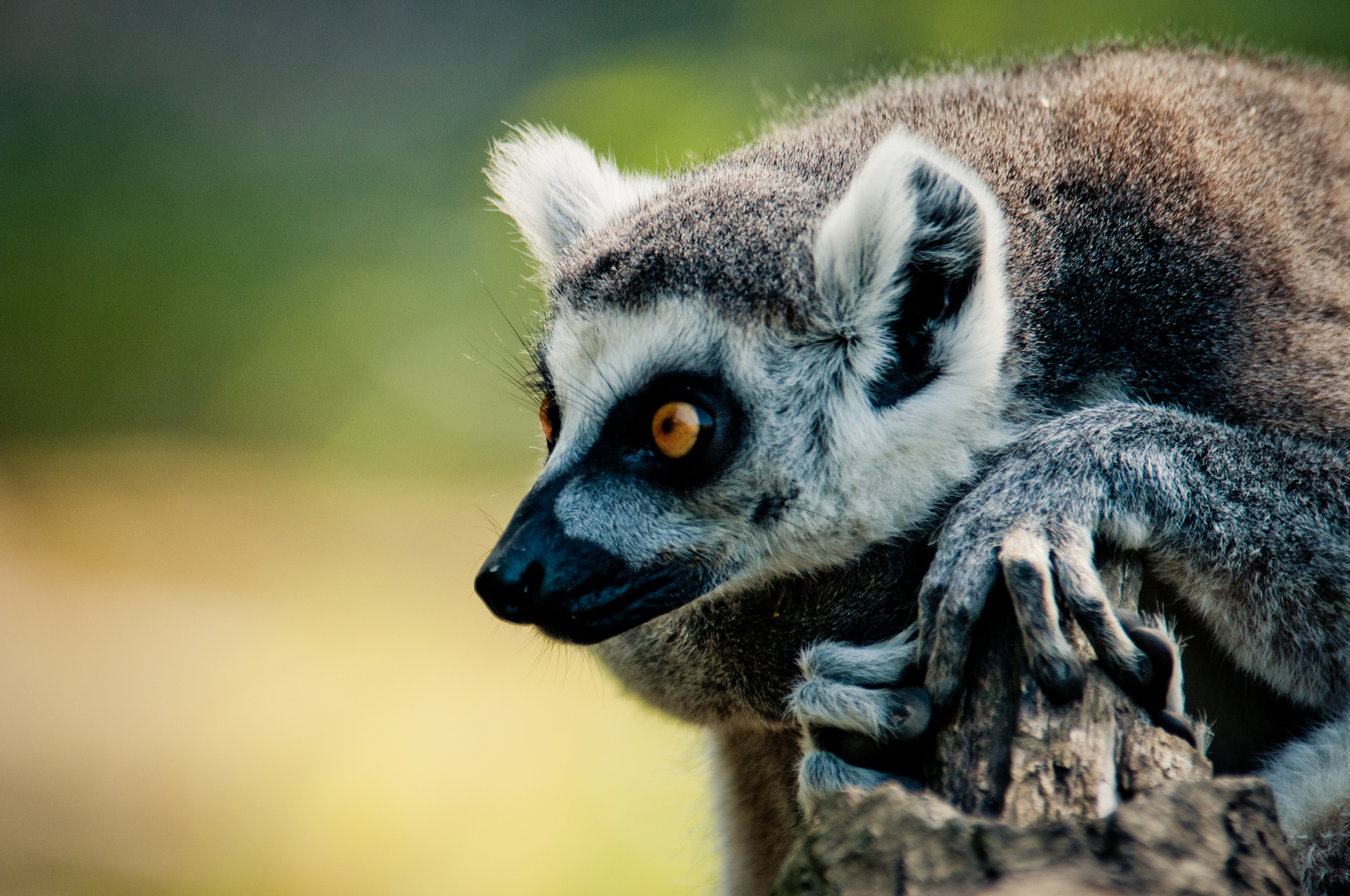 Katta | Allwetterzoo Münster