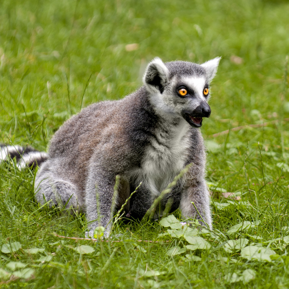 Katta aus dem Straubinger Tierpark