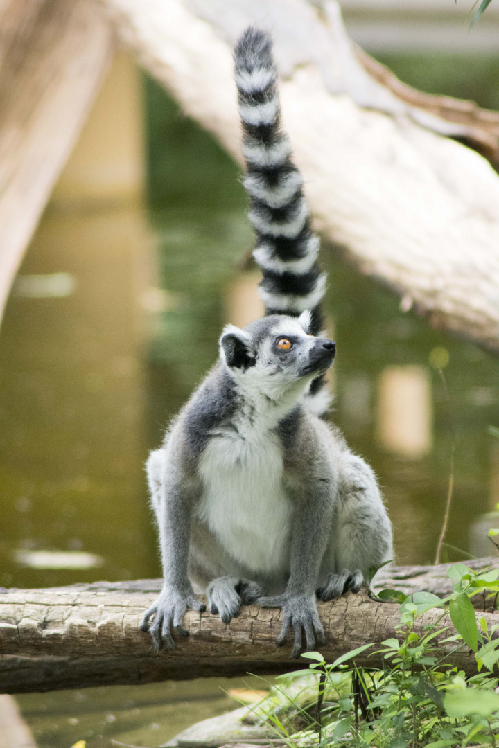 Katta aus der Familie der Lemuren