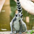 Katta aus der Familie der Lemuren