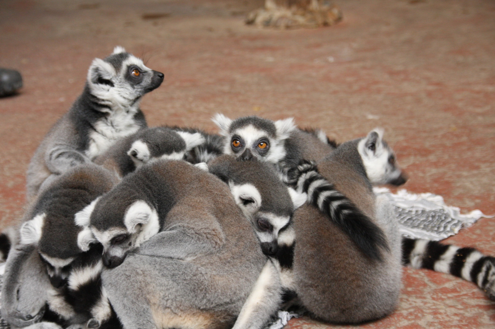 Katta-Bande im Hamburger Zoo