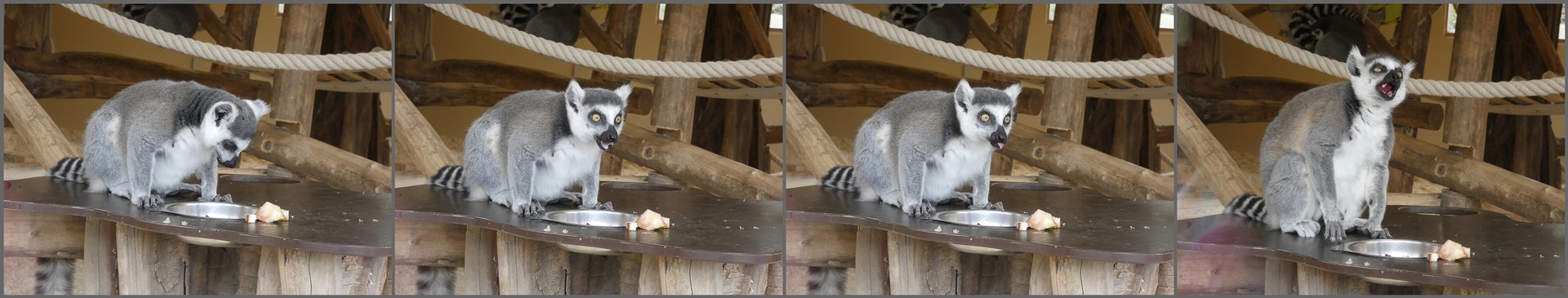 Katta beim Mittagessen