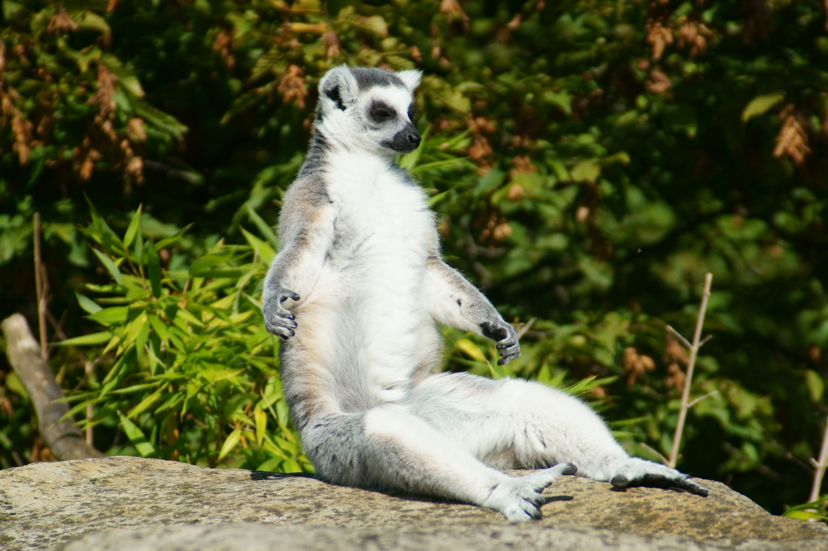 Katta beim Sonnenbad