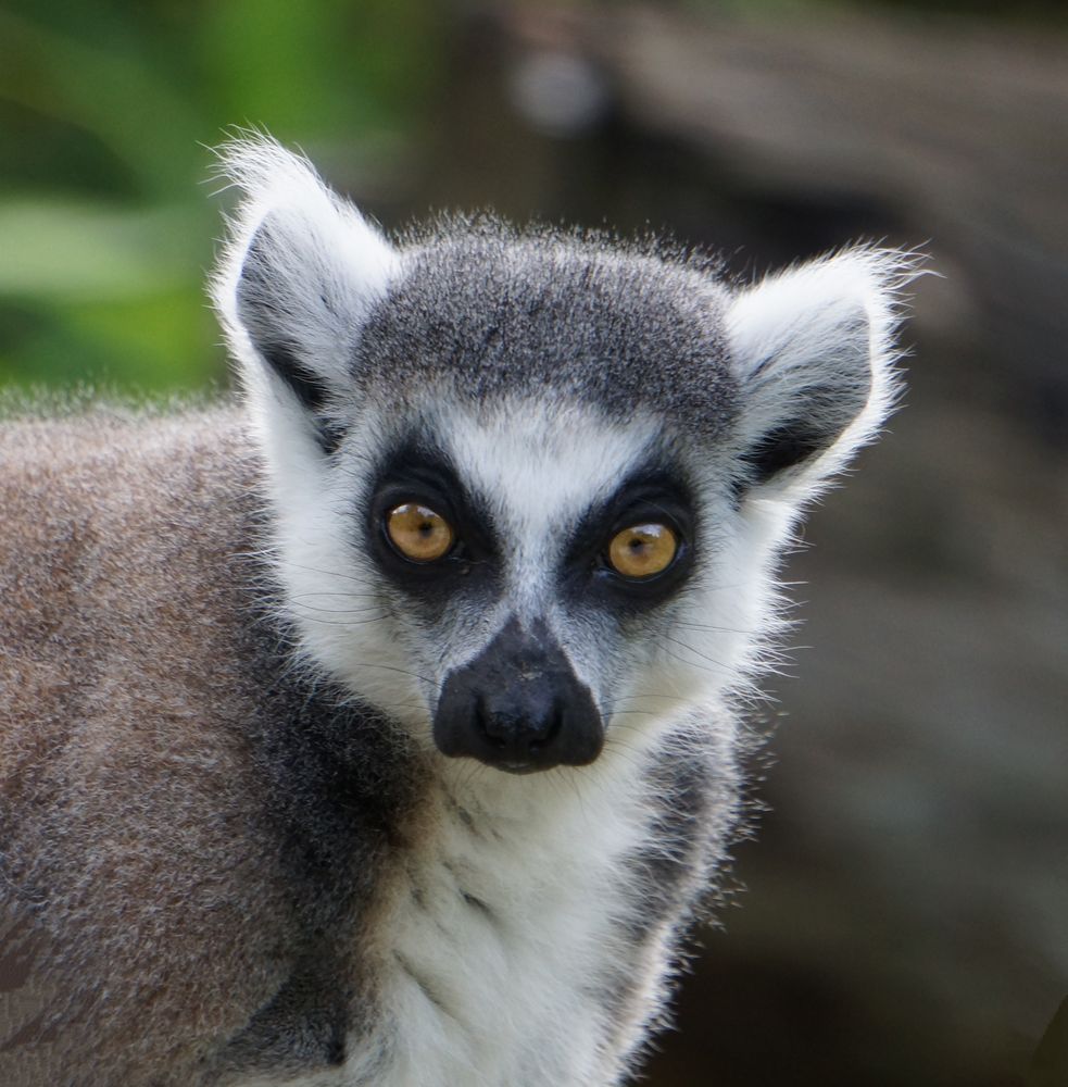 Katta Foto & Bild lemuren, madagaskar, katta Bilder auf