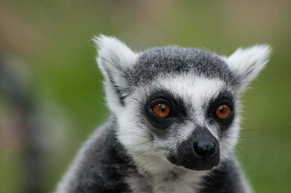 Katta Foto & Bild | tiere, zoo, wildpark & falknerei, deutschland ...