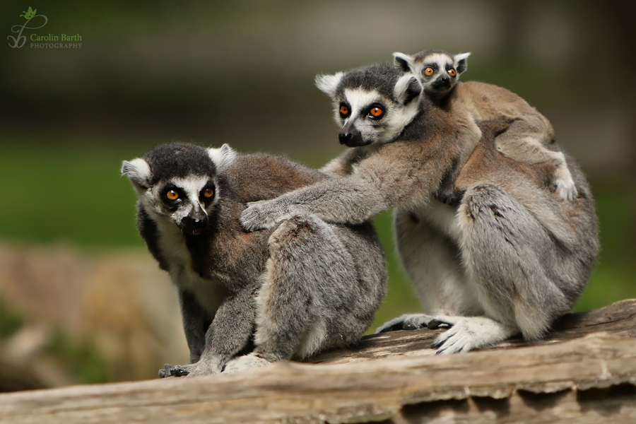 Katta-Familie