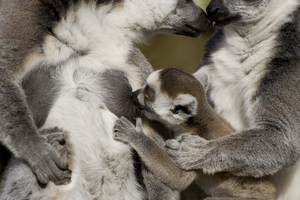 Katta-Familie