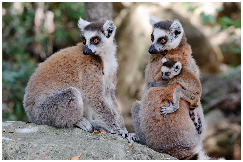 Katta Familienglück in Madagaskar