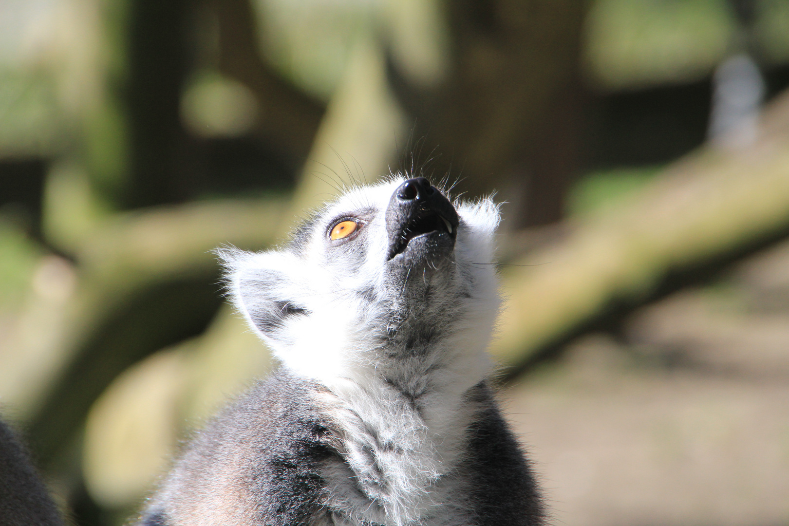 Katta "Guck in die Luft"